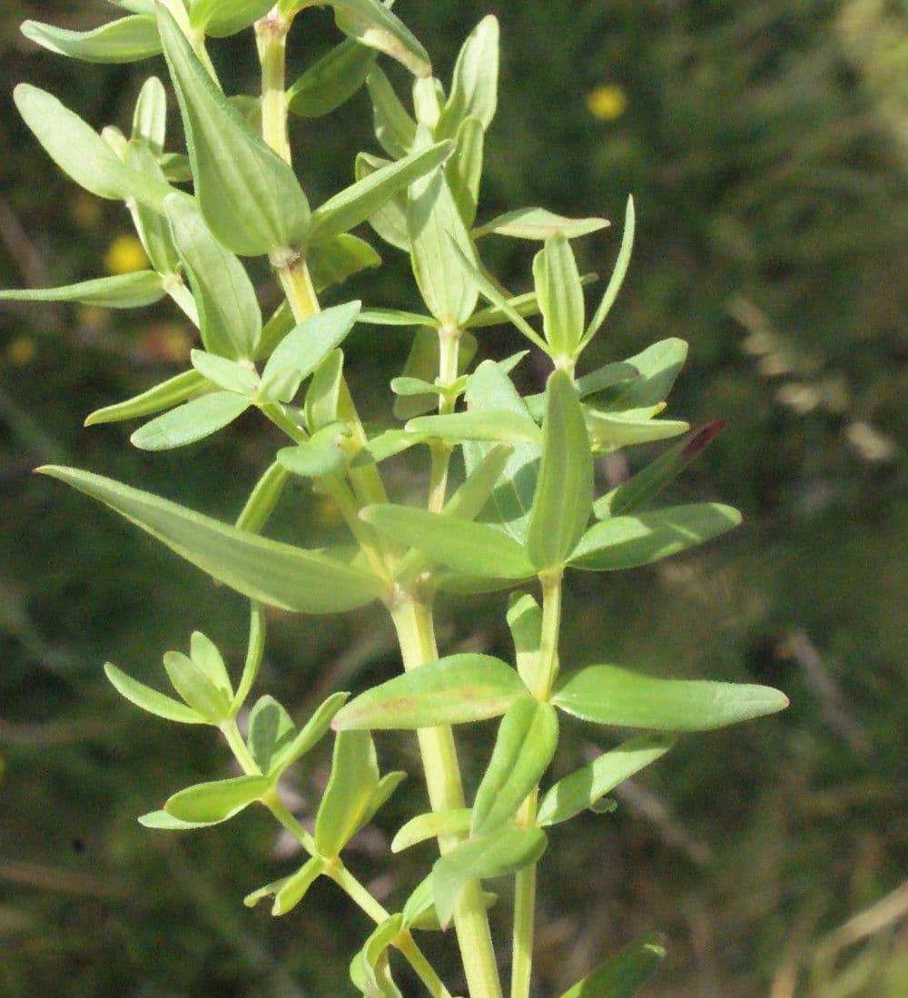 Caglio boreale 24