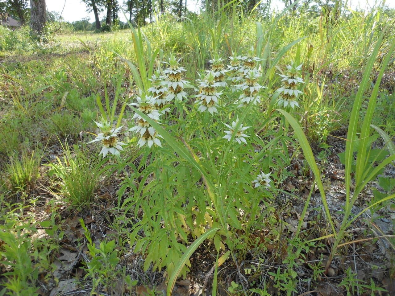 Gefleckte Monarde 7