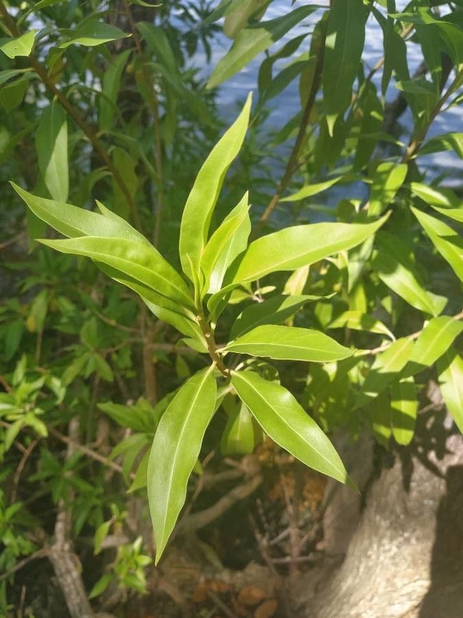 Bontia 20