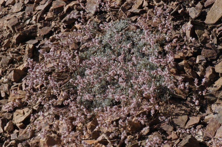 Eriogonum Wrightii 19