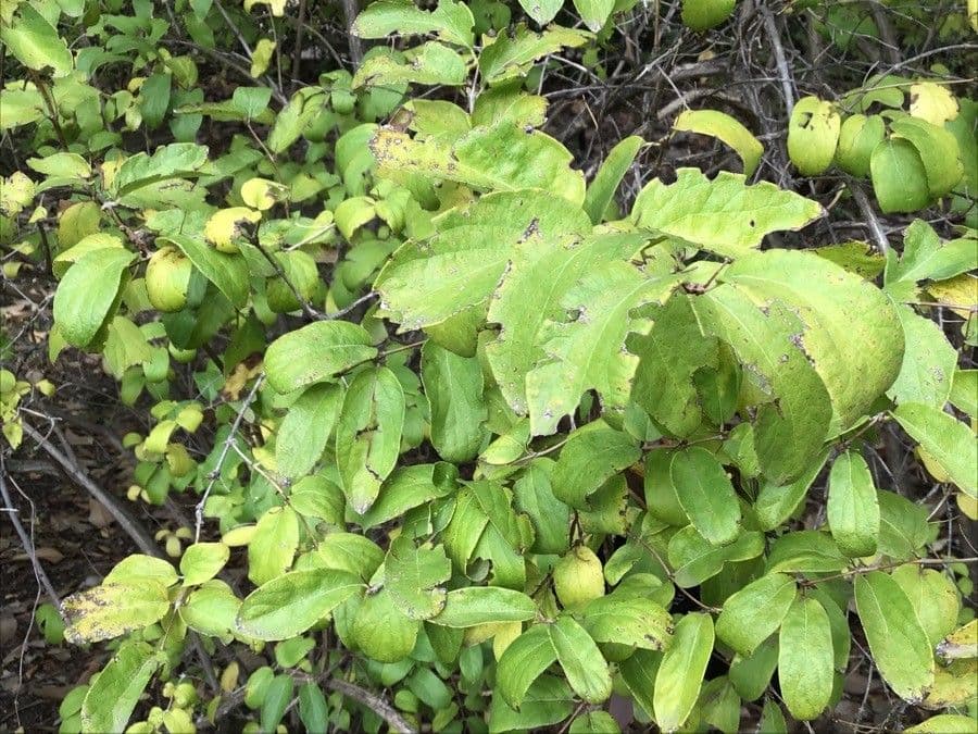 Caprifoglio dorato