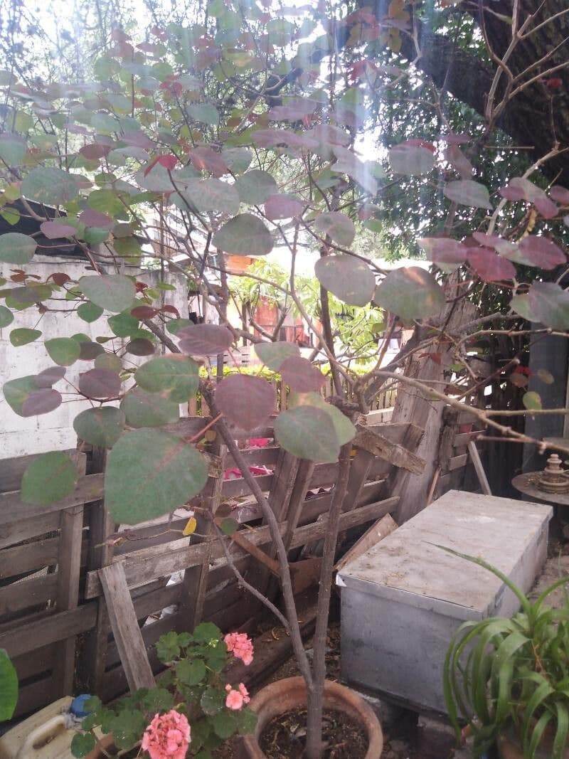 Euphorbe cotinifolia 11