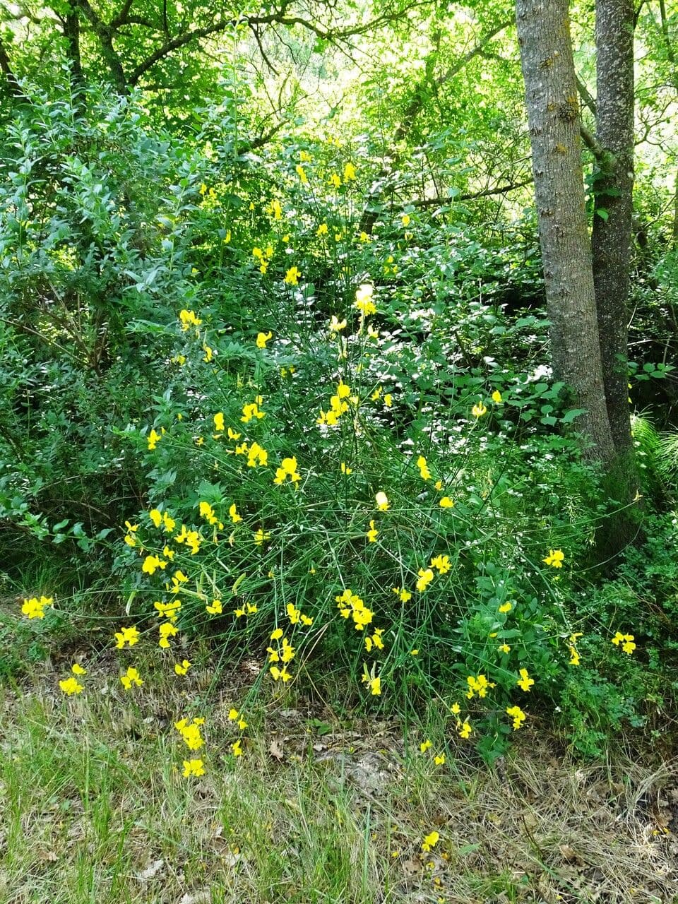 Ginestra odorosa 11