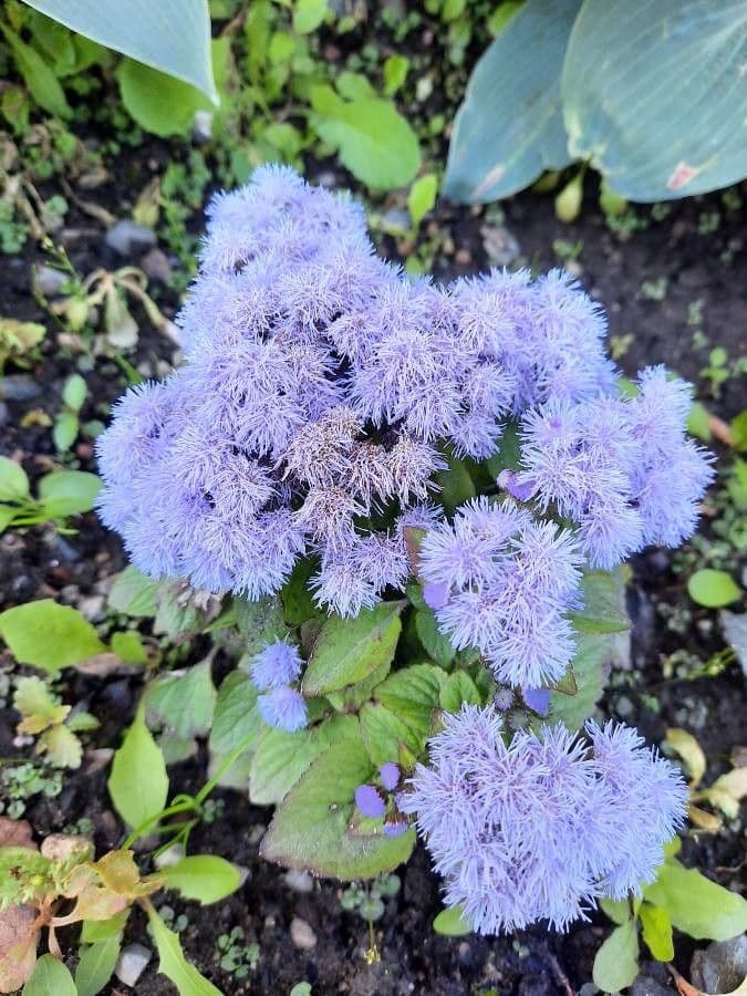 Eupatorio azul