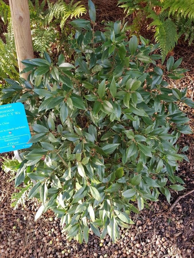 Sarcococca orientale 11
