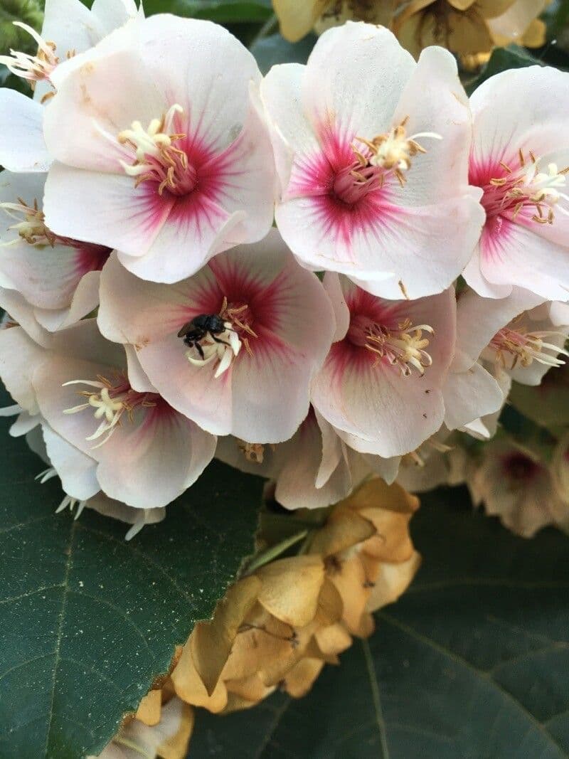 Dombeya burgessiae 6