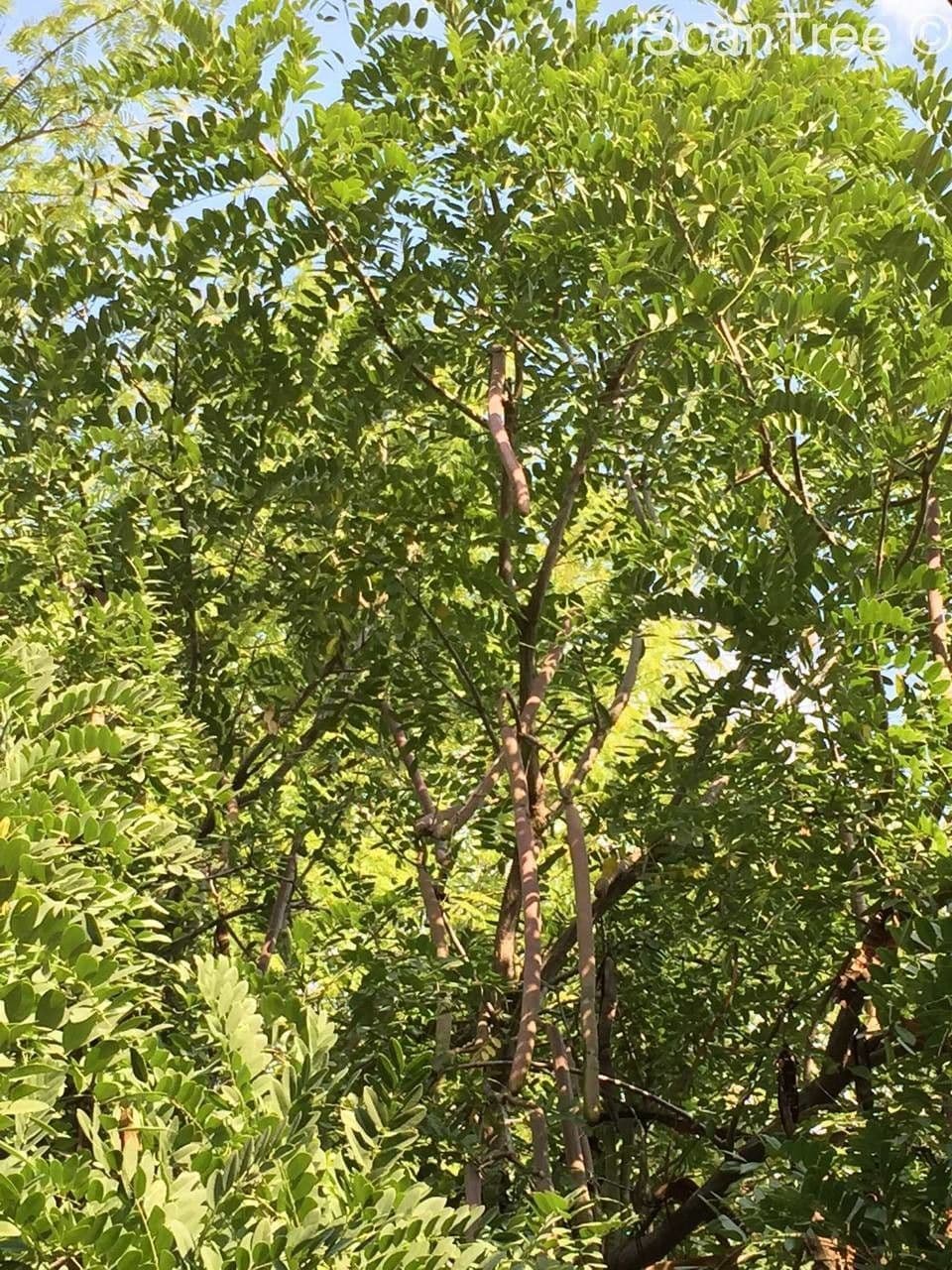 Kurzfrüchtige Cassia 14