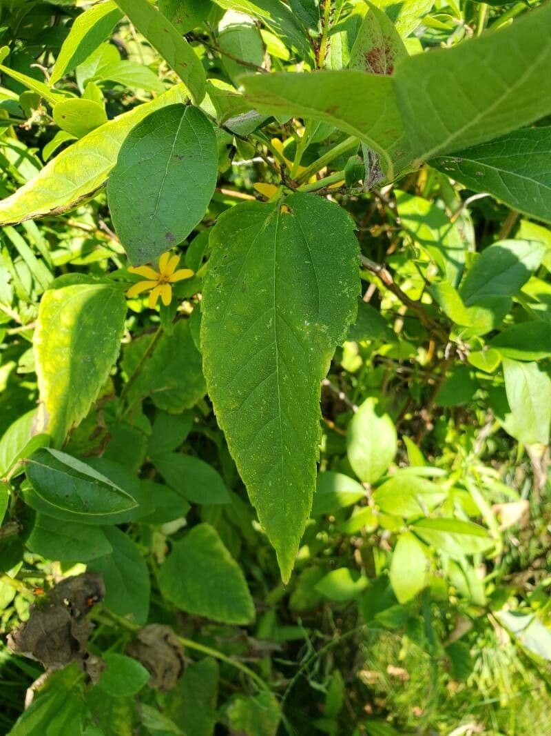 Girasole divaricato 14
