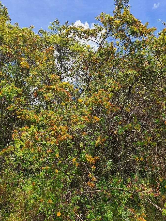 Iperico 7