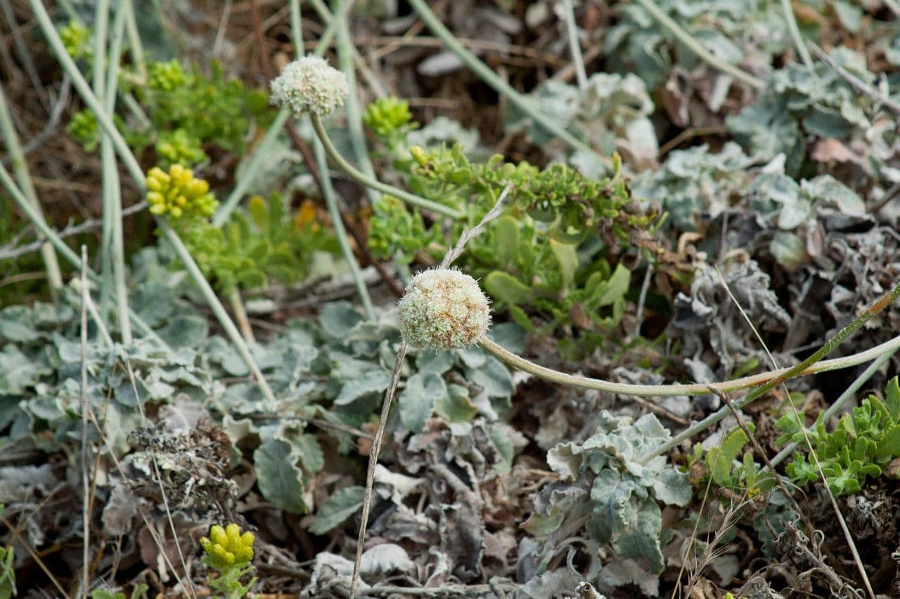 Eriogonum 6
