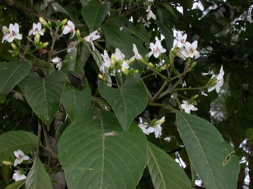 Bravaisia 15