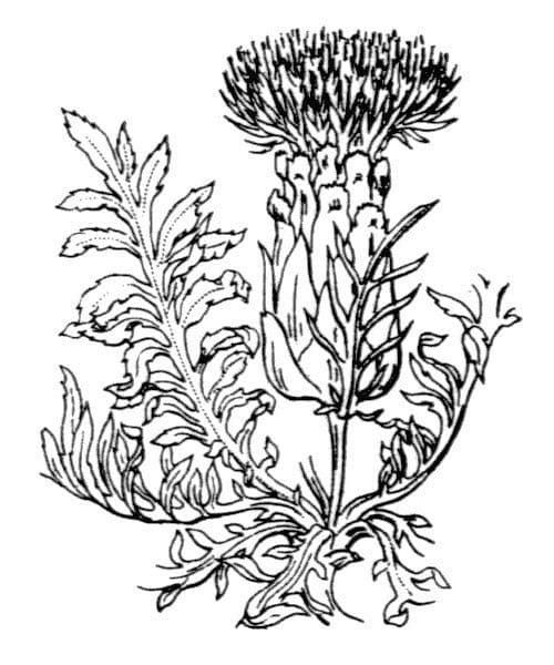 Sanftdistel 19