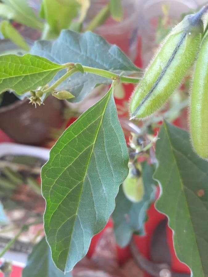 Crotalaria verrucosa 15
