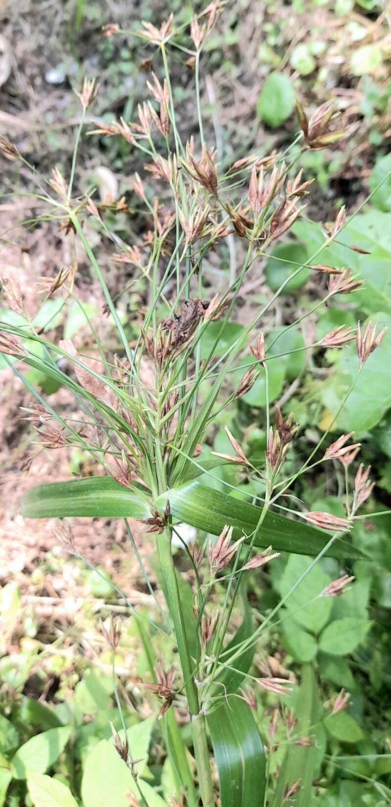 Rhynchospora corymbosa 6