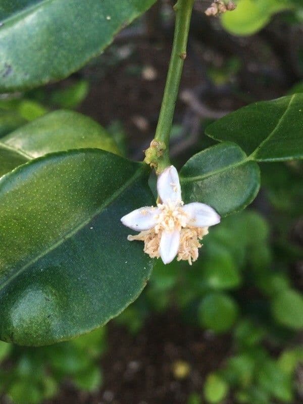 Combava 8