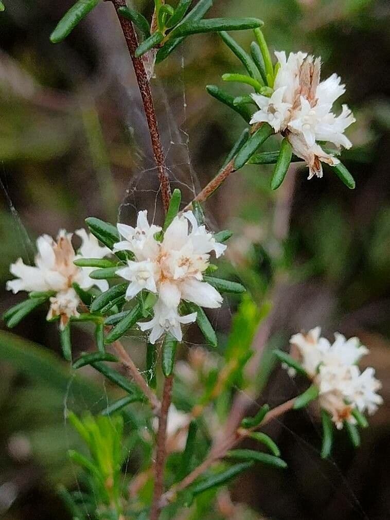 Cryptandra ericoides