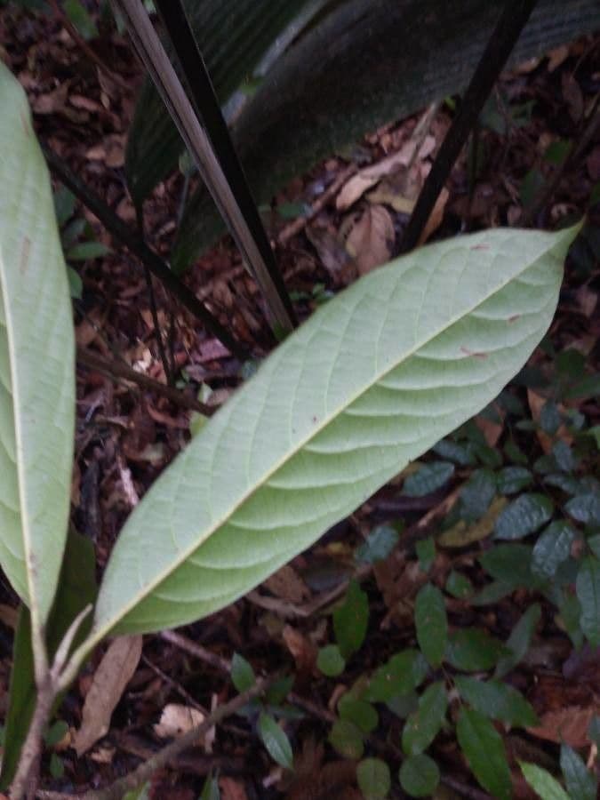 Siparuna