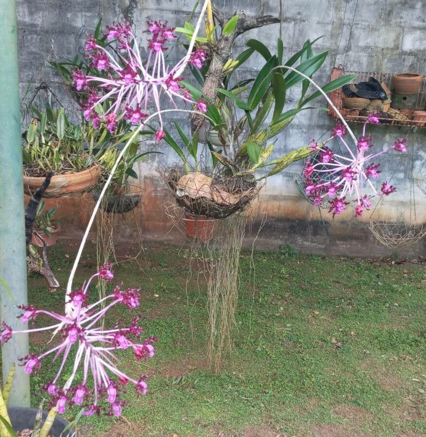 Laelia 6