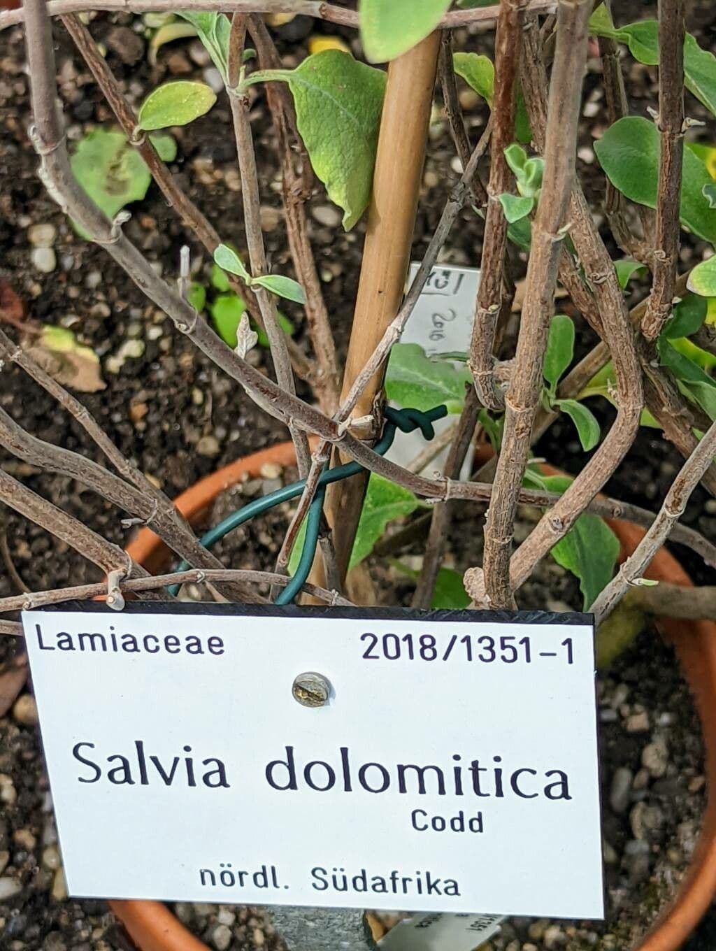 Salvia 6