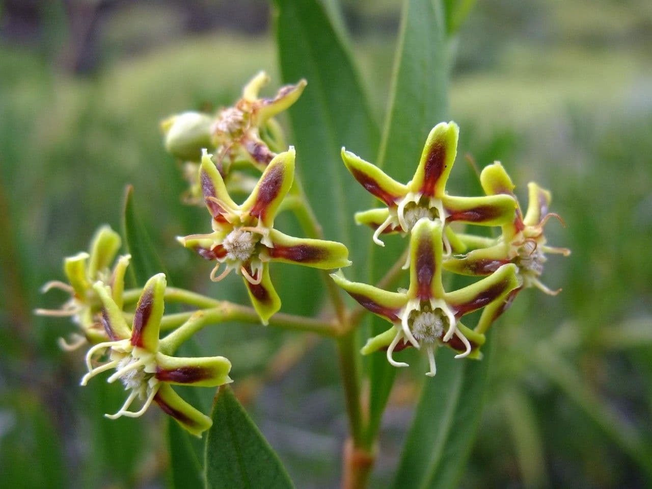Periploca laevigata 9