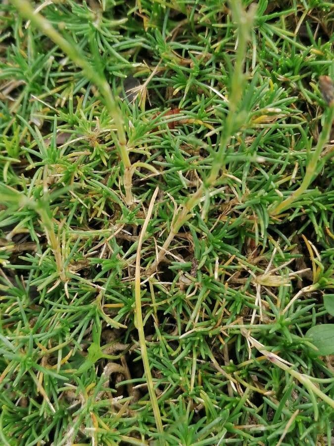 Cherleria capillacea 16