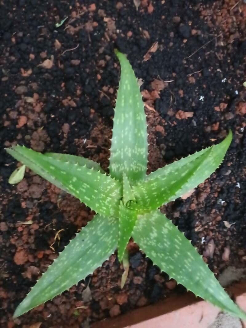 Aloe 7