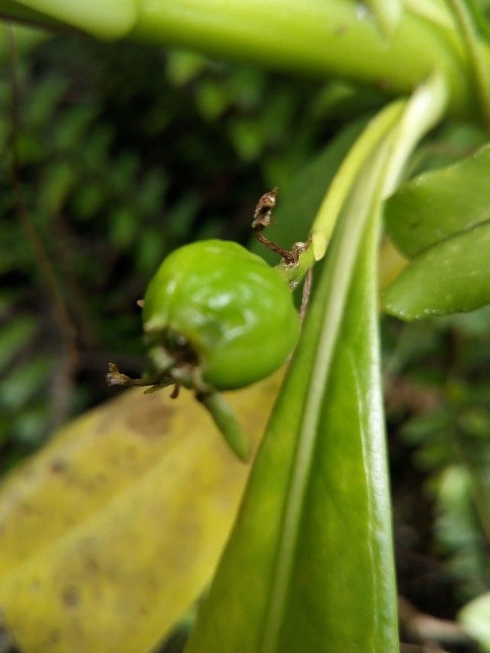 Scaevola taccada 3