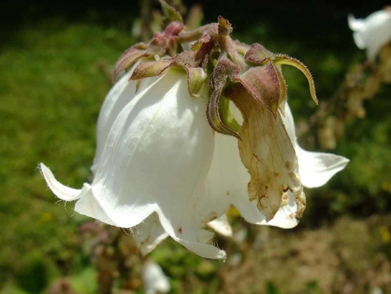 Campanula 7