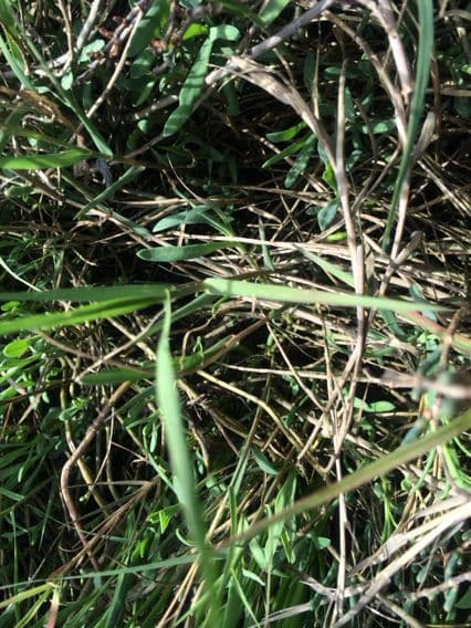 Distichlis spicata 7