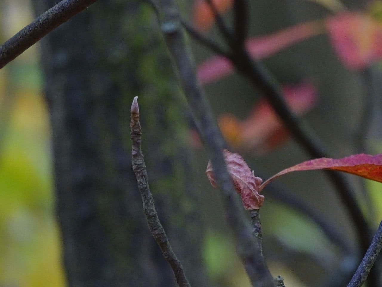 Franklinia 14