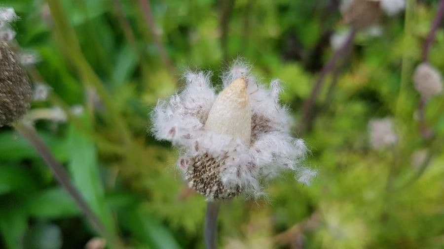Kronen-Anemone 3