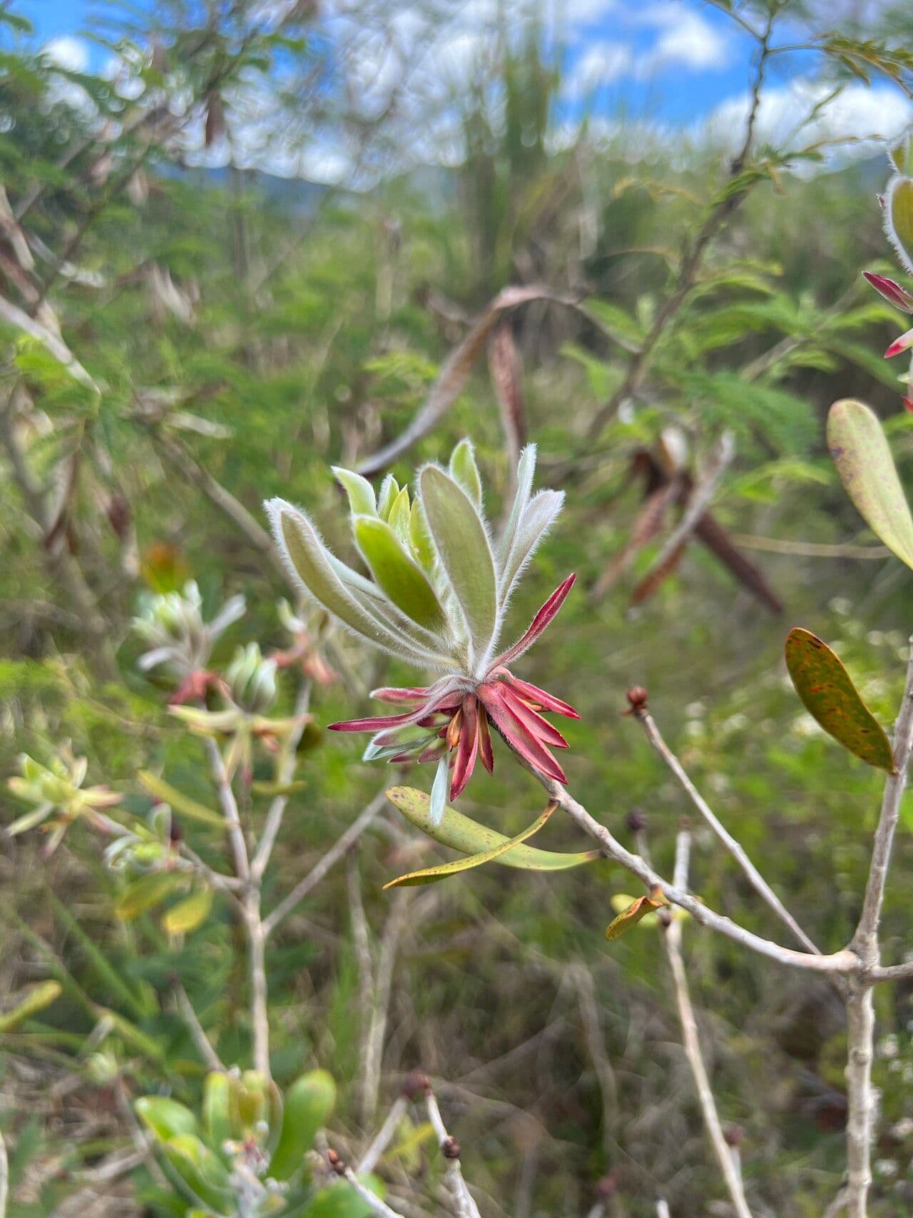 Melaleuca 16