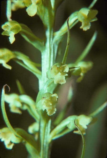 Platantera flava 5