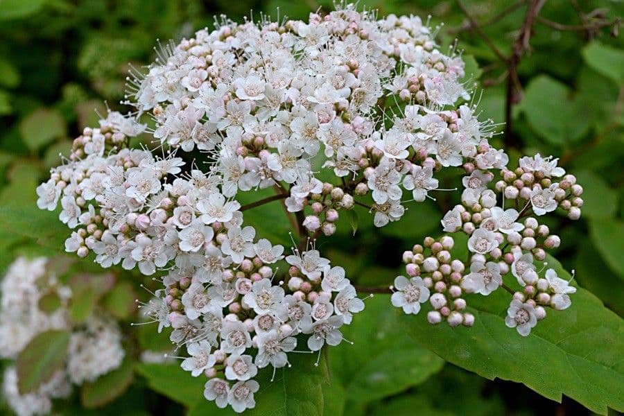 Spiraea media 3