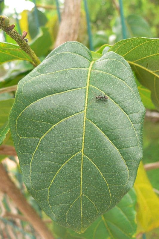 Combretum 10