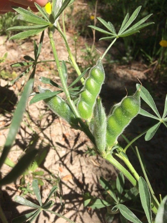 Gelbe Lupine 3