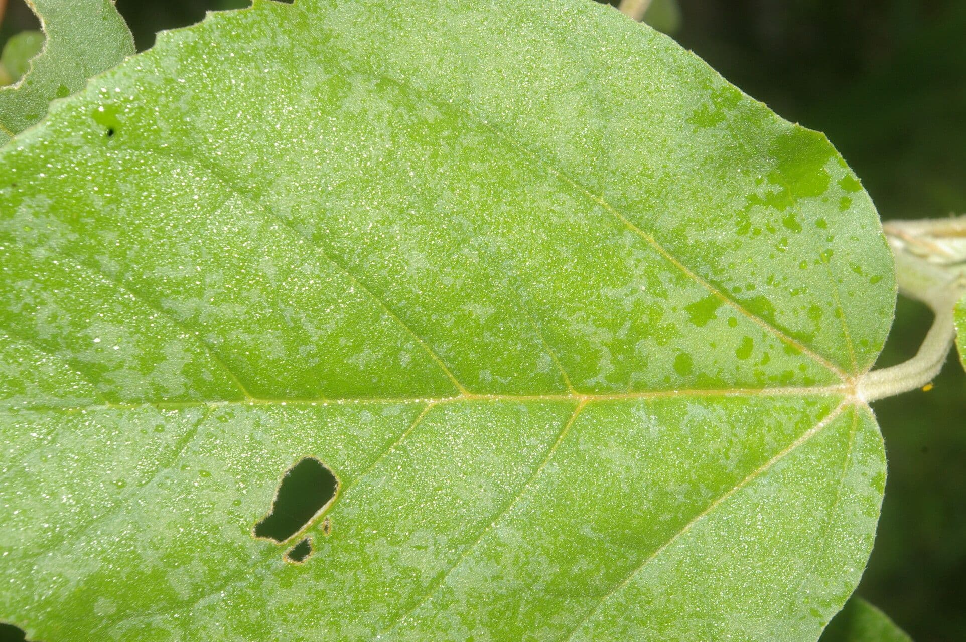 Croton argentato 7