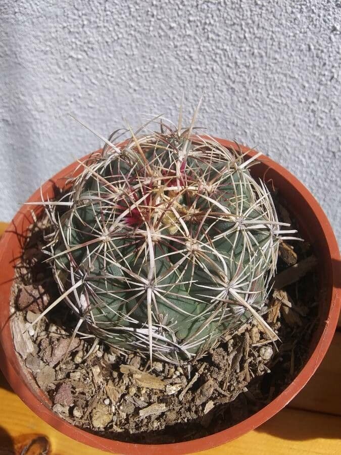 Thelocactus bicolor 4