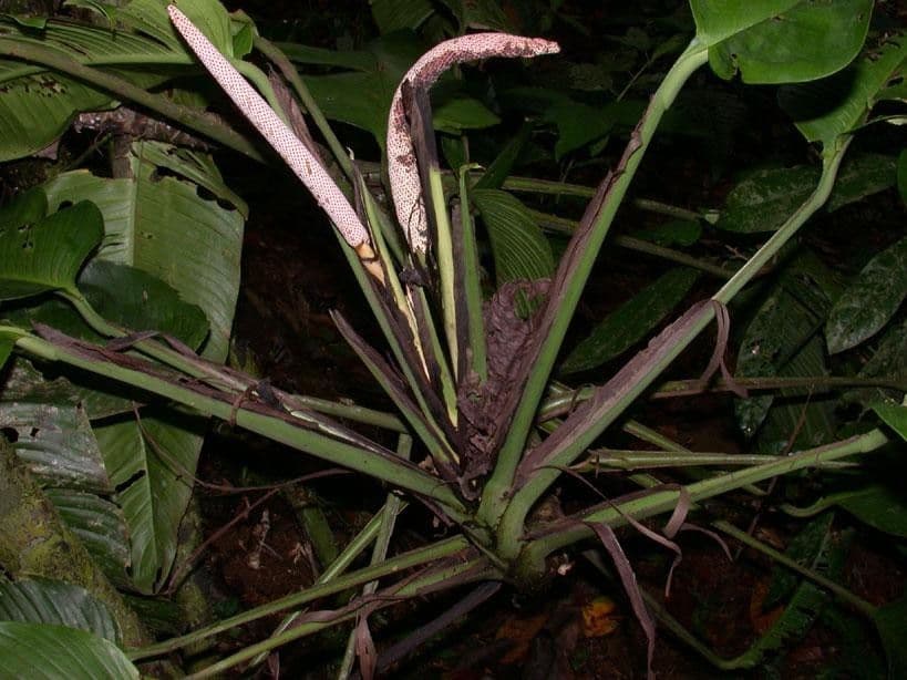 Rhodospatha 14