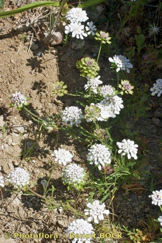 Iberis 5