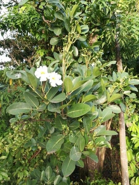 Roble blanco 14