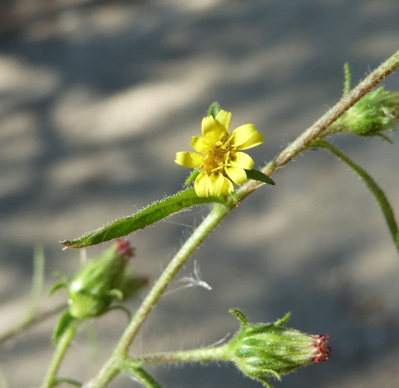 Inula fetida 8