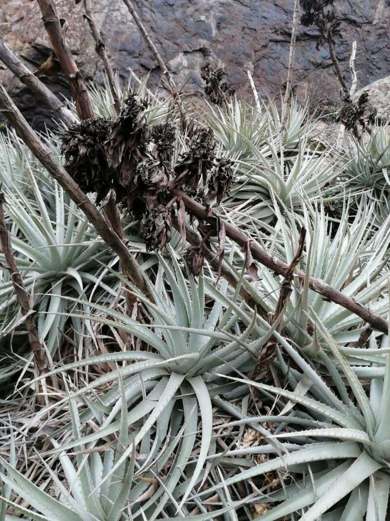 Puya 8