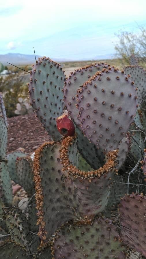 Opuntia macrocentra 3