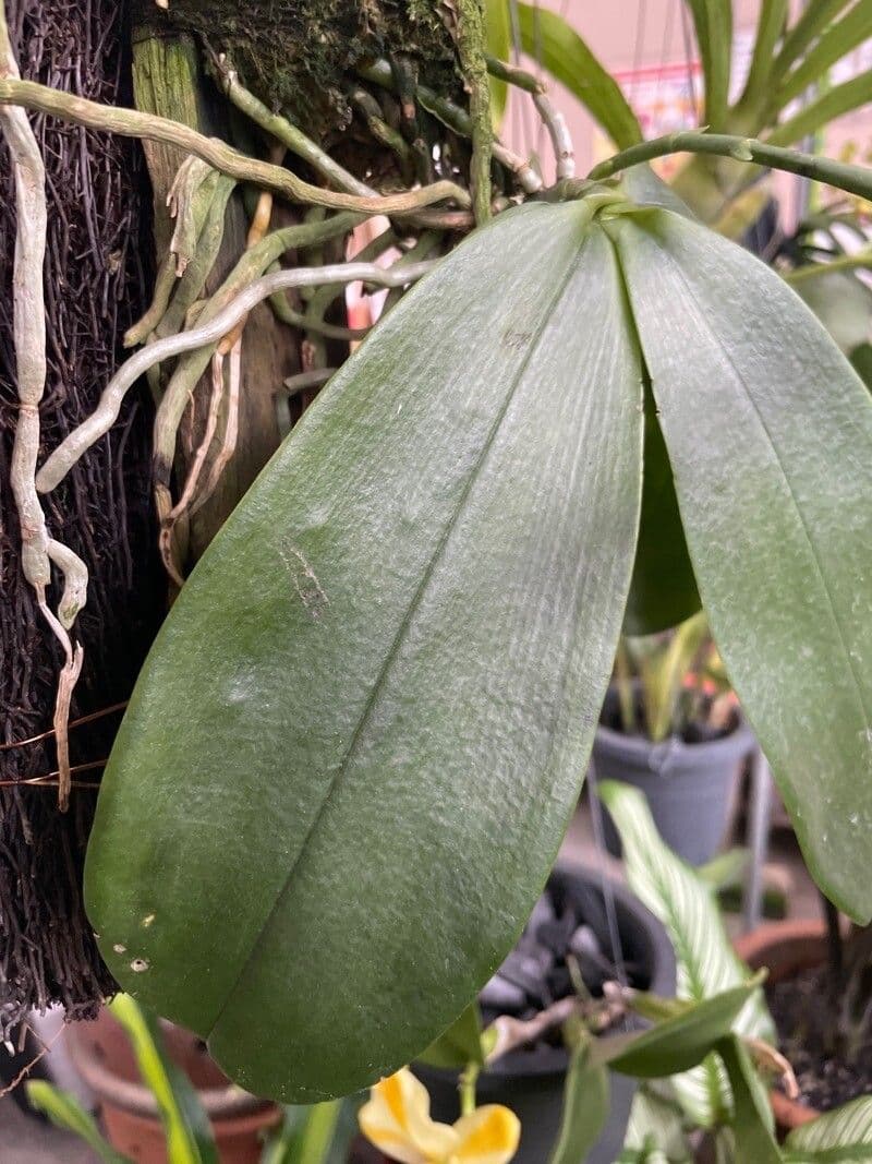 Phalaenopsis violacea 6