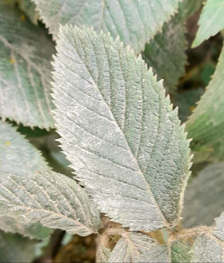 Rovo imperiale 3