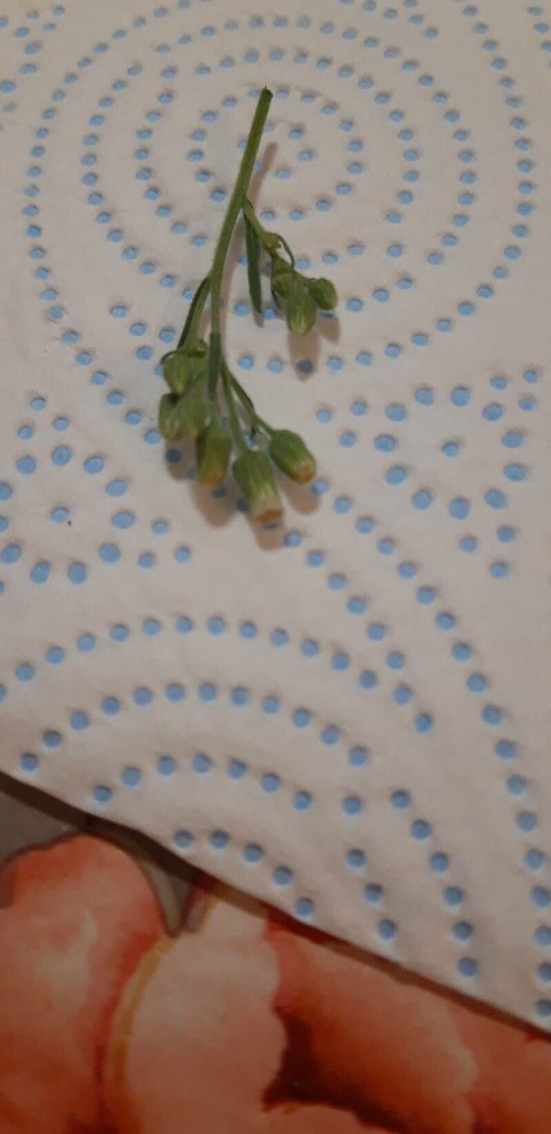 Senecio dei boschi 3