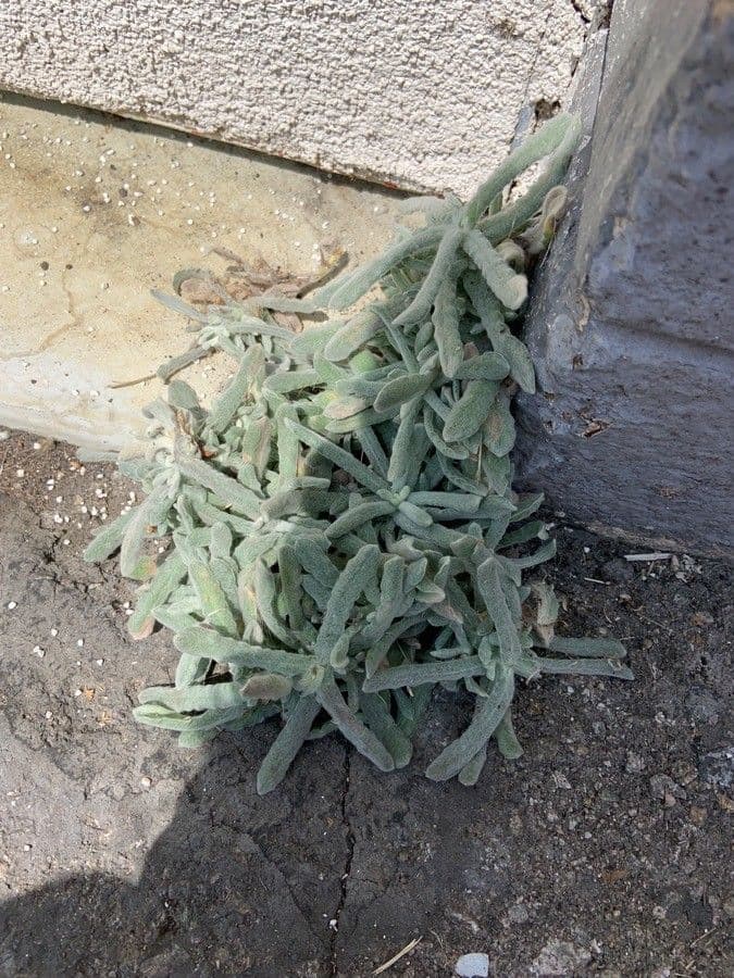 Pseudognaphalium stramineum 12