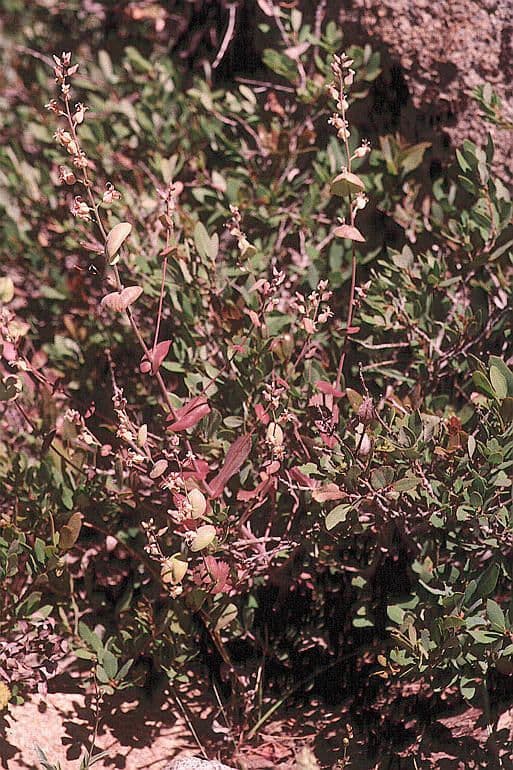 Streptanthus tortuosus 12