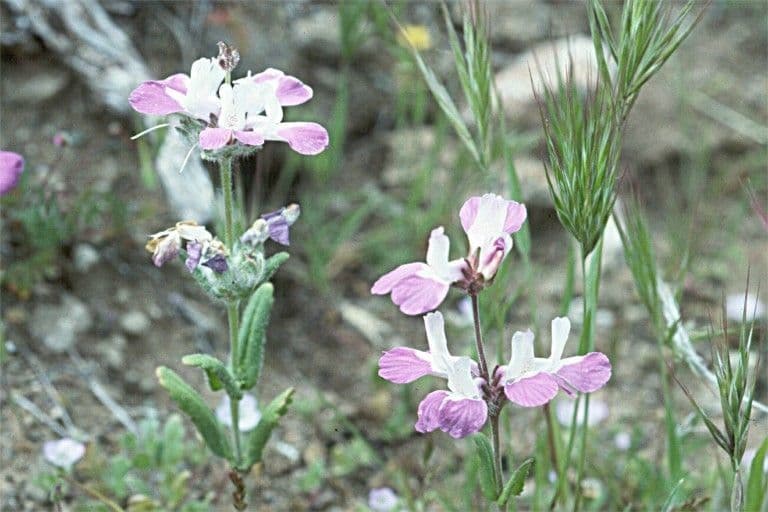 Collinsia bianca 7